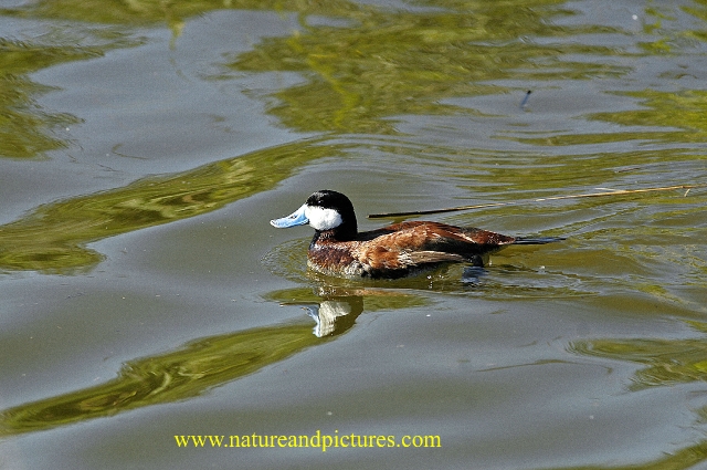 ruddy duck, ruddy ducks, ducks-4.jpg - MALE RUDDY DUCK - RADIPOLE - WEYMOUTH, DORSET - 24/5/07